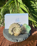 Fluorite and Ammonite Business Card Holder