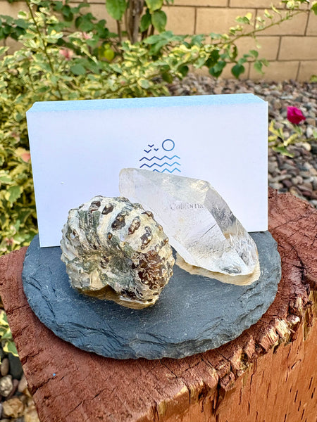 Ammonite Business Card Holder