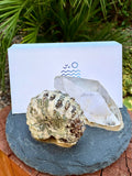 Ammonite Business Card Holder