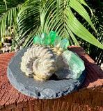 Fluorite and Ammonite Business Card Holder